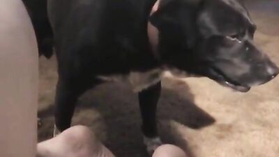 Caledonian Shawns Slave Boy Lesson 2