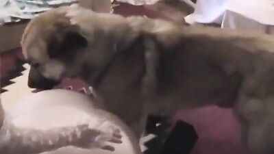 Caledonian Sabrinas First Time dogsex