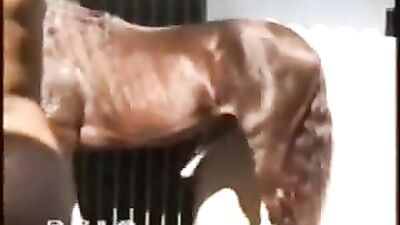 Trans Animal - Horse sex BFI