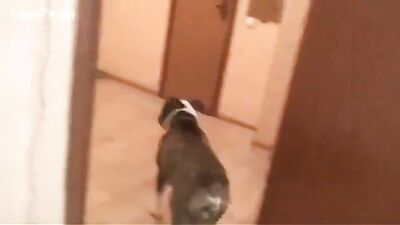 Russian girl takes dog in the ass