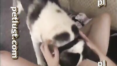 Petlust Kennel Knot
