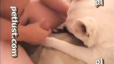 Petlust White Shepherd