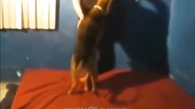 mexzoo compilation