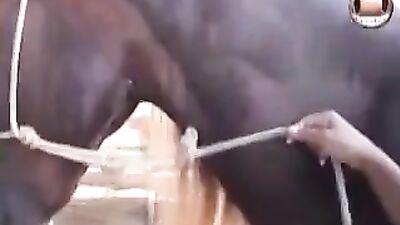 My Favorite Horse