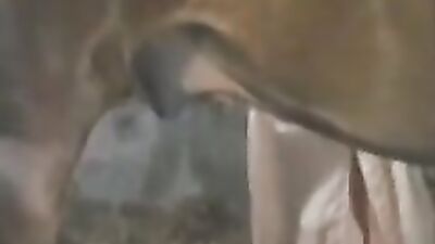 Horse fucks womans mouth