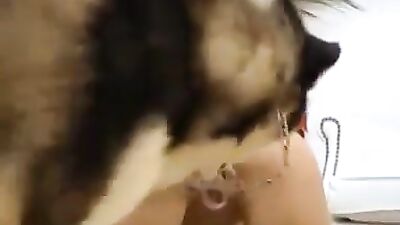 C700 Dog Show Ayumi Thatty