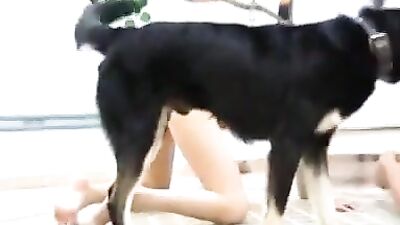 C700 Dog Show Ayumi Thatty