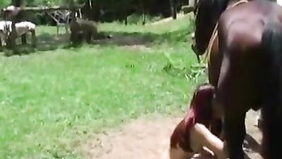 C700 Horse redhead