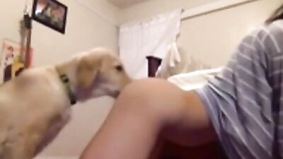 Slobbering Pooch Licks Exotic Beautys Face Clean in Live Webcam Feed