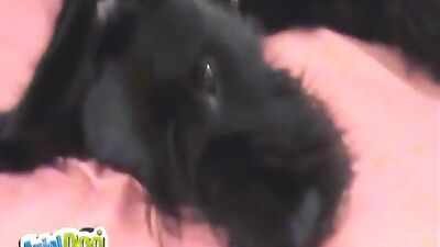 Ariel Dressed Up In Black Lingerie ArialDogLover