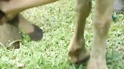 18 Teen fuck horse zoofilia Horse Sheila 2