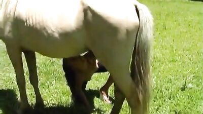 18 Teen fuck horse zoofilia Horse Sheila 2