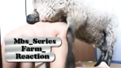 Woman try with sheep