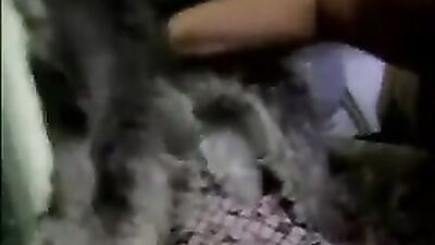 A lucky dog has sex
