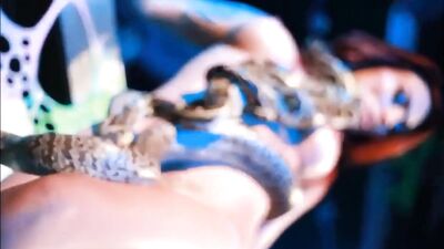 Sexy snake show