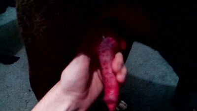 Red cock