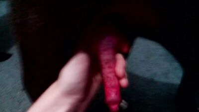 Red cock