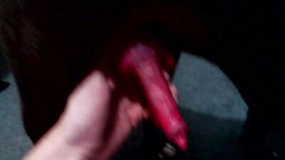 Red cock