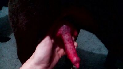 Red cock