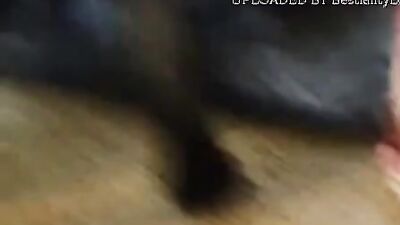 Lucky black dog fuck a wonderful woman