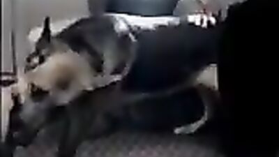 K9 old video