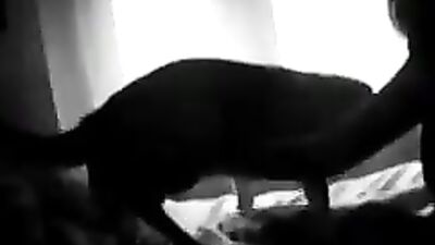 Frau masturbiert Hund