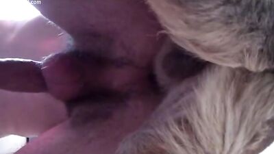 Dog know my man
