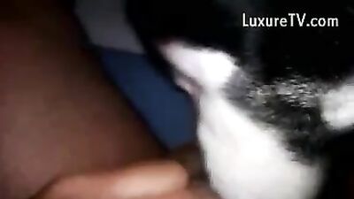 My dick lick and suck Husky
