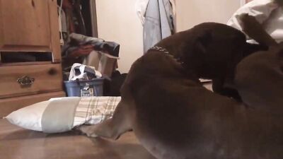 Dog is her lovers