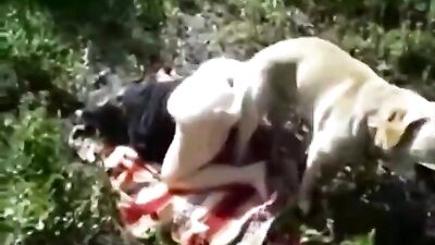 Dog Fuck Girl 6