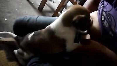 Bredding the puppy