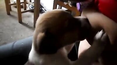 Bredding the puppy