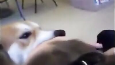 Daring Dads Steamy Slobber Session with His Hungry Husky