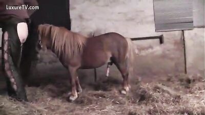 Sweet Pony Gets Stuffed