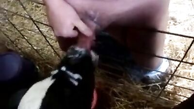 Drew from Dedham calf bj