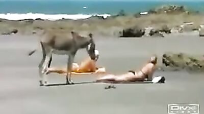 Se puso burro