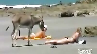 Se puso burro