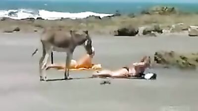 Se puso burro