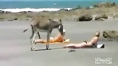 Se puso burro