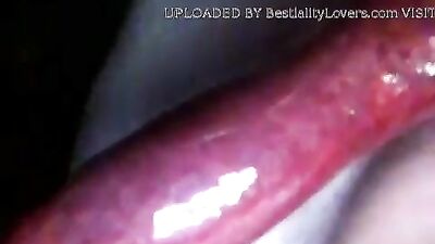 Testing animal cocks