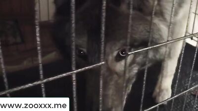 BESTIALITY - ZOOFILIA - ZOOPHOLIA COMPILATION