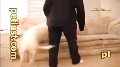 like dogs
