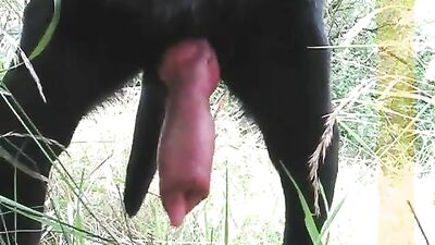 pollazo