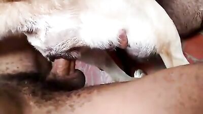 zoosex