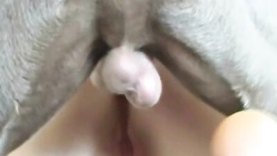 muscle dog