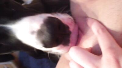 a few licks