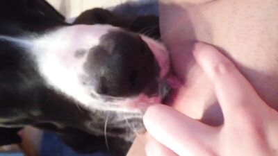 a few licks