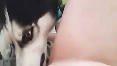 husky insticts