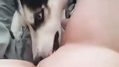 husky insticts