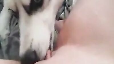 husky insticts